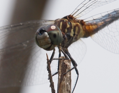 [A close-up view of the face of a dragonfly perched atop a stick. The top portion of its eyes has some dark red while the rest are shades of blue. The central 